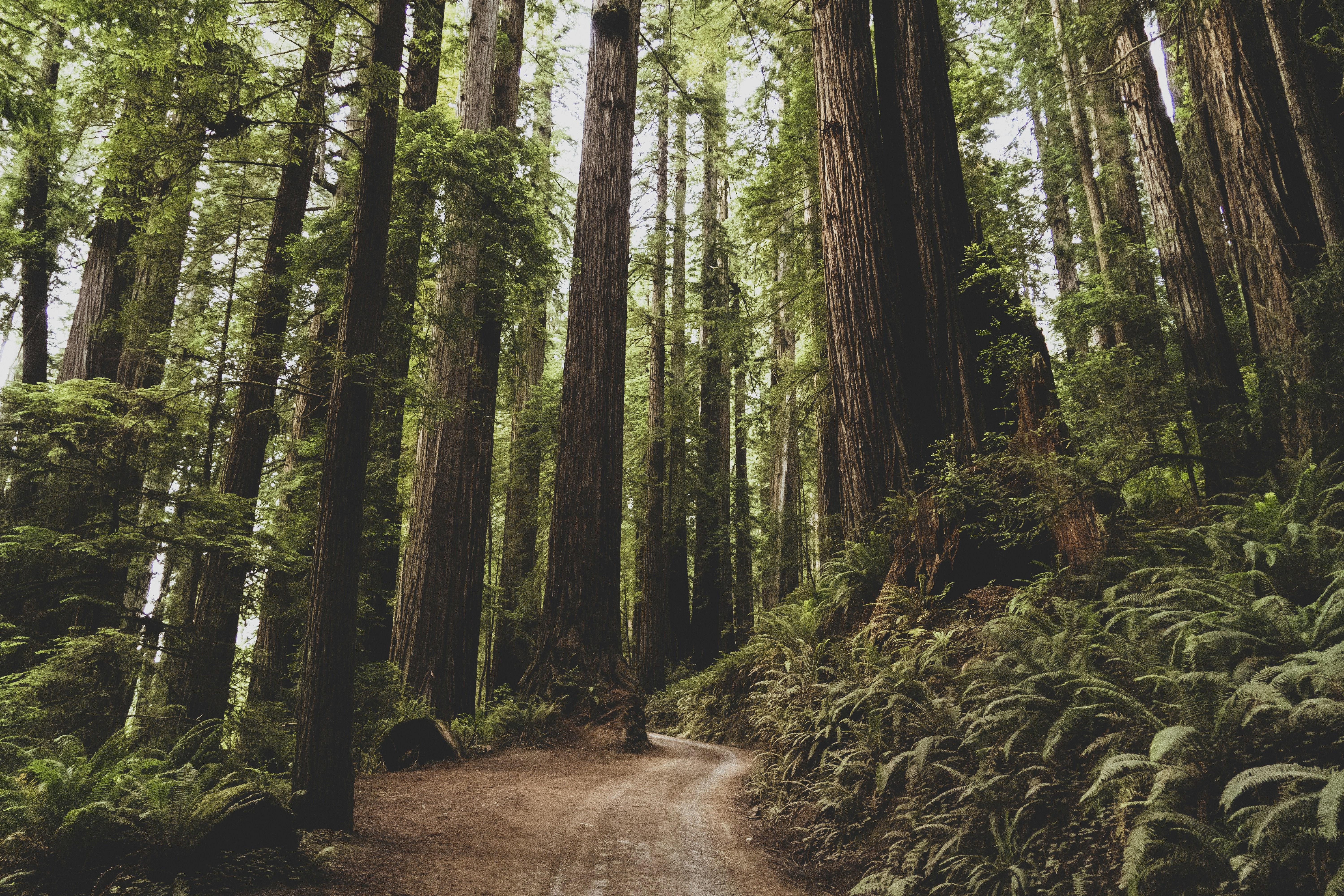 Scotts Valley redwood homes